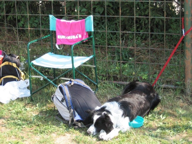 Agility ilirija 9.7.2006 - foto povečava