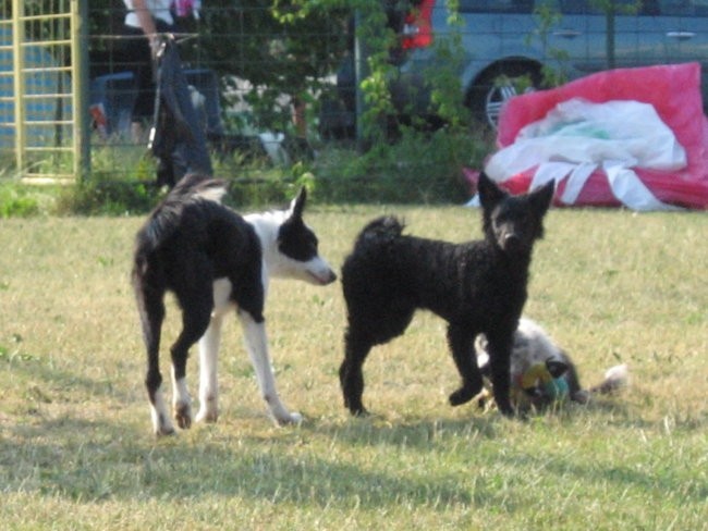 Agility ilirija 9.7.2006 - foto povečava