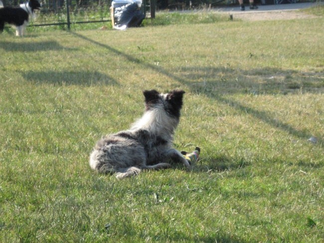 Agility ilirija 9.7.2006 - foto povečava