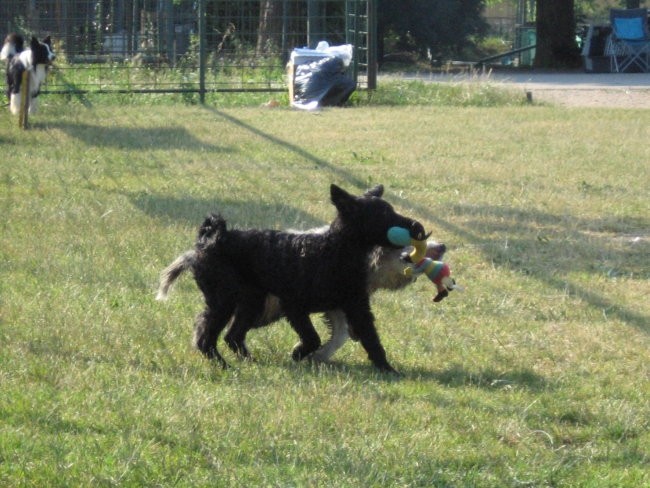 Agility ilirija 9.7.2006 - foto povečava