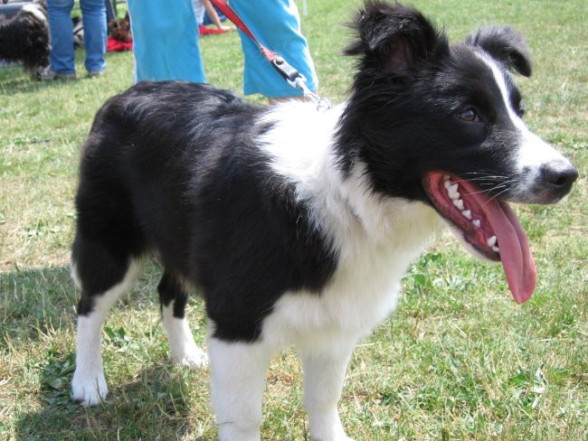 Agility ilirija 9.7.2006 - foto povečava