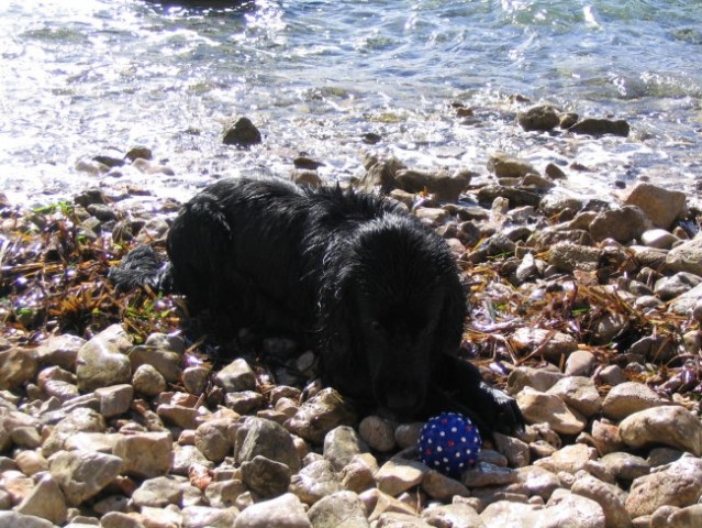 Azor na morju 2007 - foto