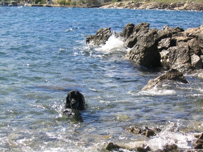 Azor na morju 2007 - foto povečava