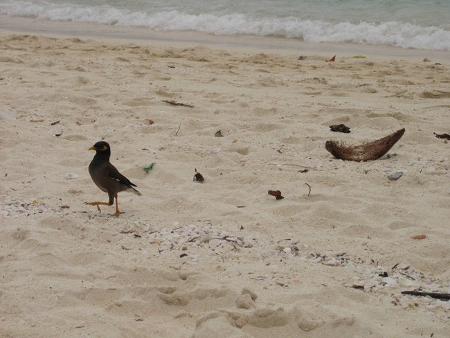 Thai- Koh Phi Phi - foto povečava