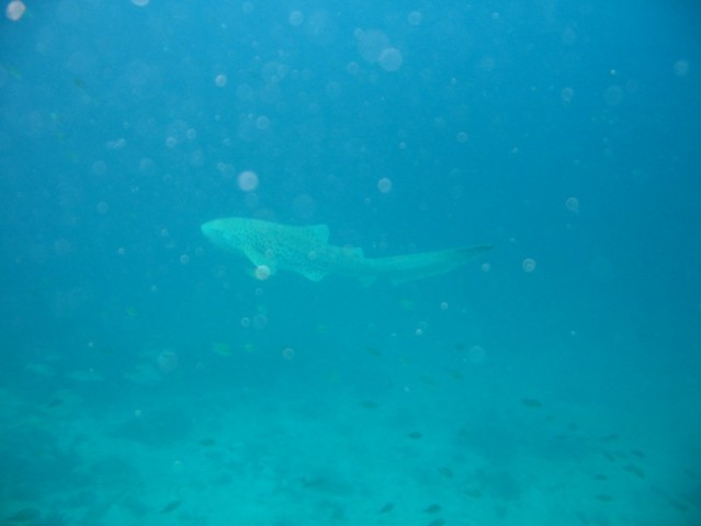 Thai-underwater - foto