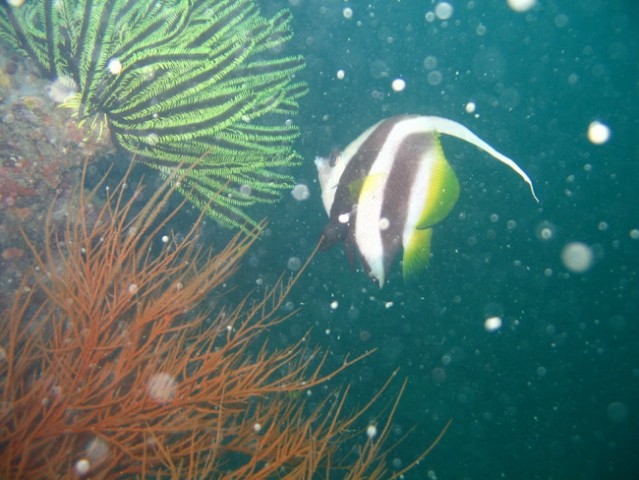 Thai-underwater - foto