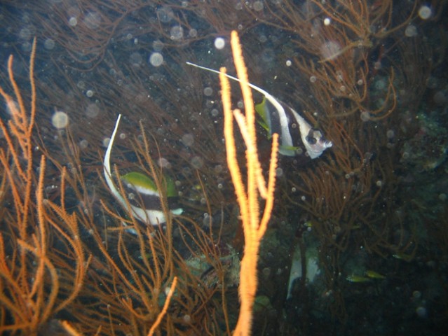 Thai-underwater - foto