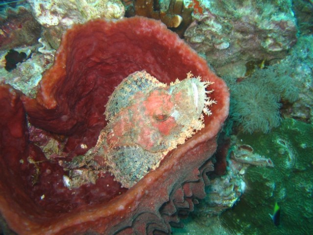 Thai-underwater - foto