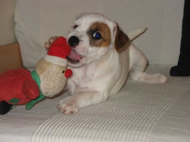 Cookie-9.teden - foto