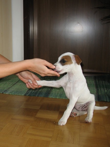 Cookie-10.teden - foto povečava