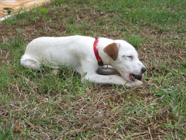 Morje-Umag oz. Cookie- 4 meseci - foto povečava