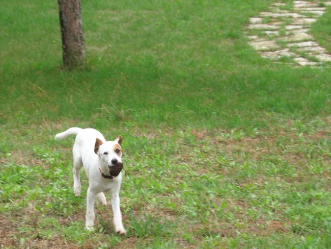 Morje-Umag oz. Cookie- 4 meseci - foto povečava