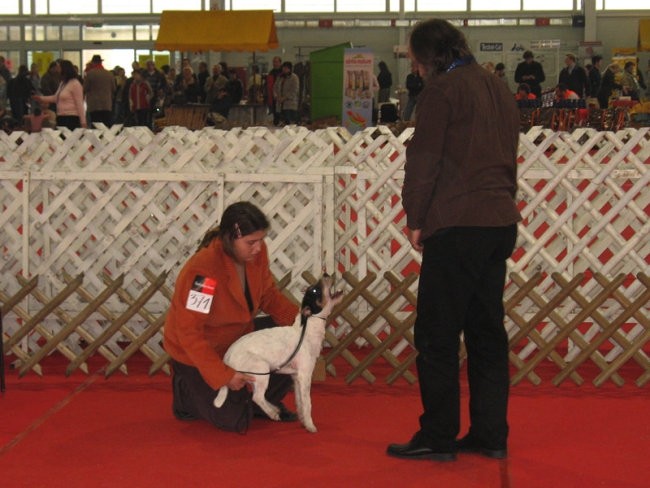 Razstava Celje, 25.2.07 - foto povečava