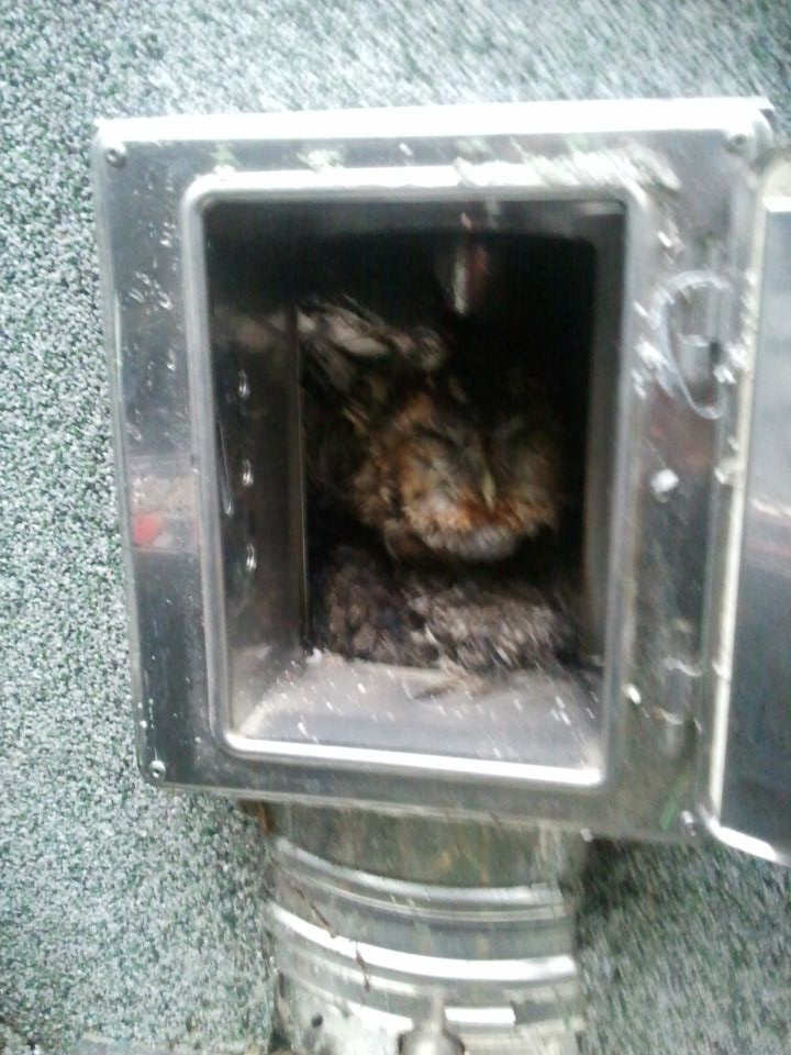 Sonata - foto povečava