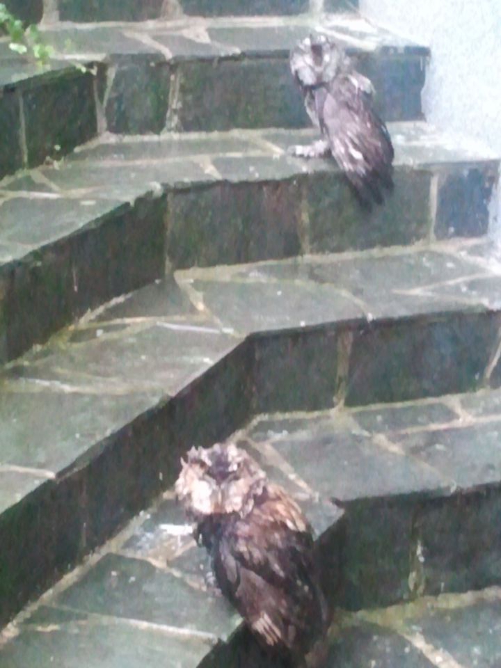 Sonata - foto povečava