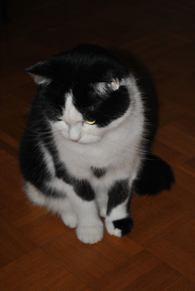 Mack - foto povečava