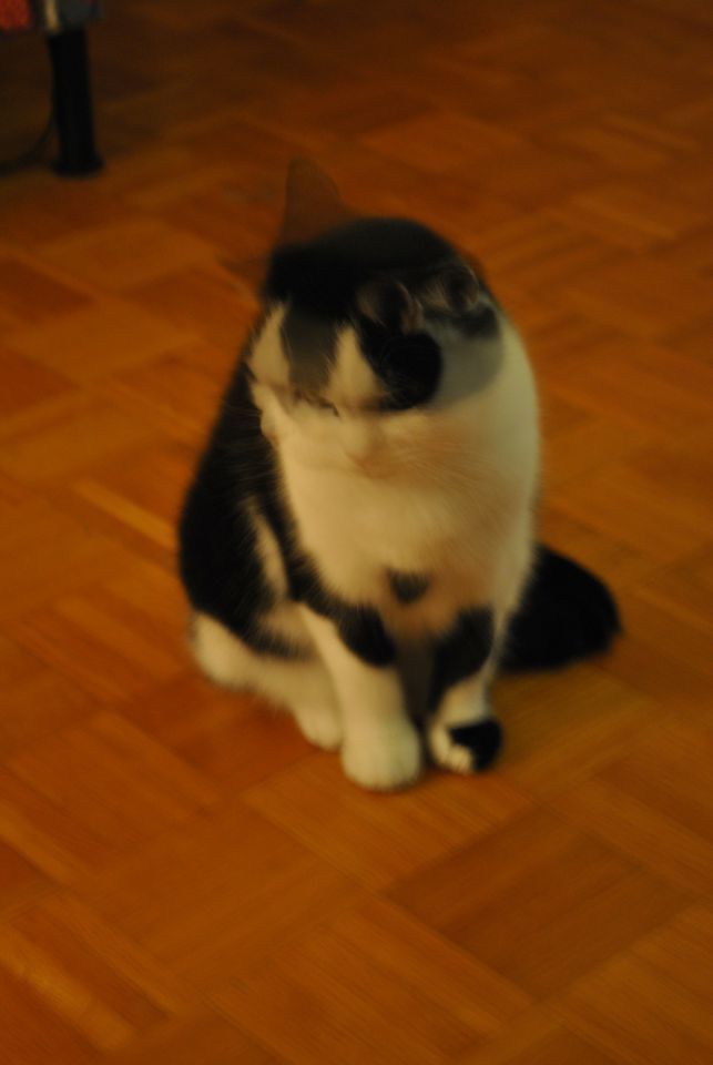 Mack - foto povečava