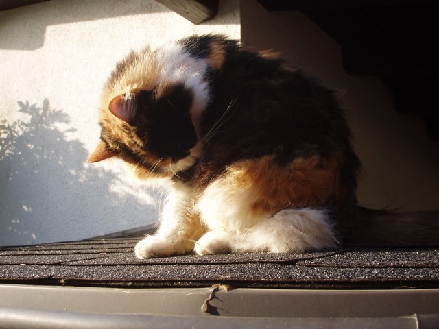 Poliestriranje - foto