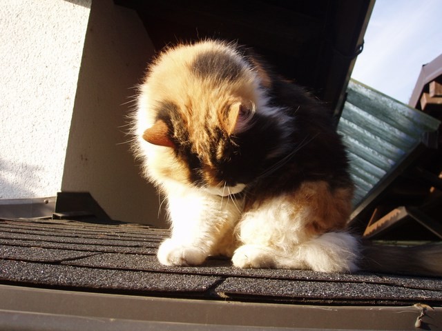 Poliestriranje - foto povečava