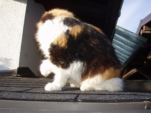 Poliestriranje - foto