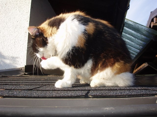 Poliestriranje - foto