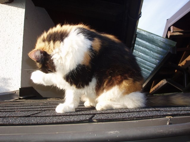 Poliestriranje - foto