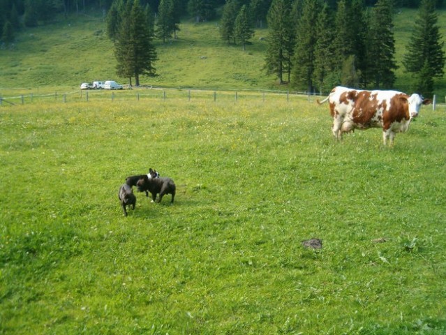Zdele me ne gledata- bom šla mal kravo od bliz pogledat