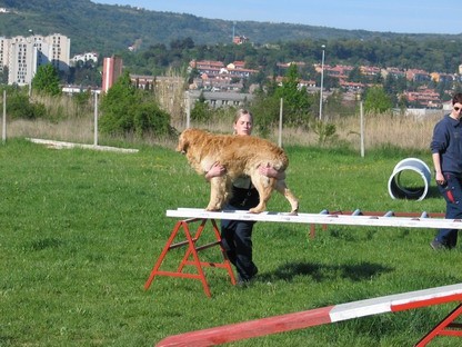 Kvalifikacije za svetovno prvenstvo - Koper 3 - foto