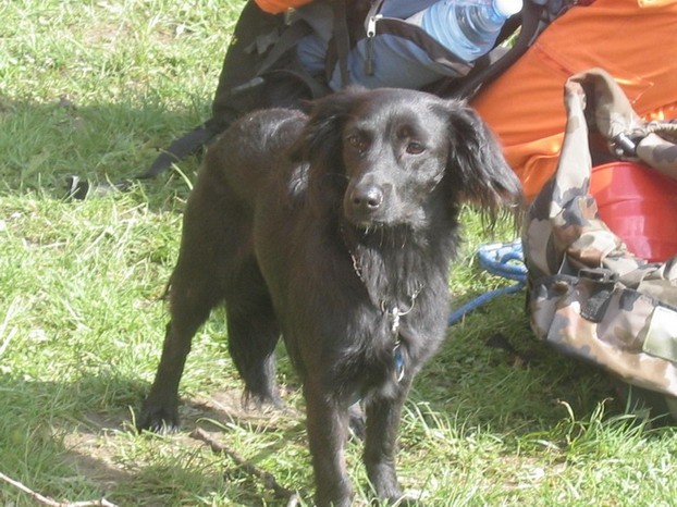 Vaja Enot reševalnih psov v Tržiču, maj 2005 - foto povečava