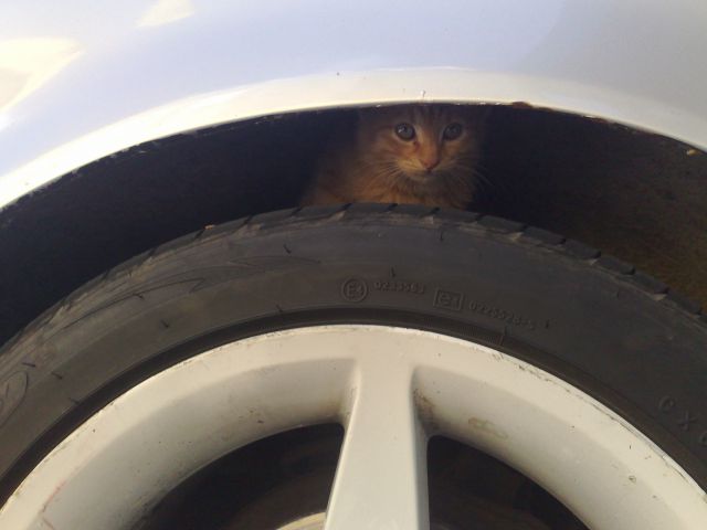 Pussy tire