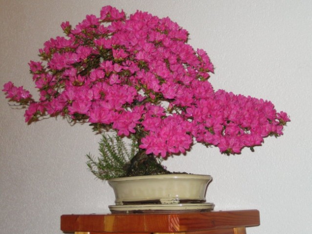 Bonsai - foto