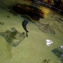 ribe v akvariji v Hastingsi