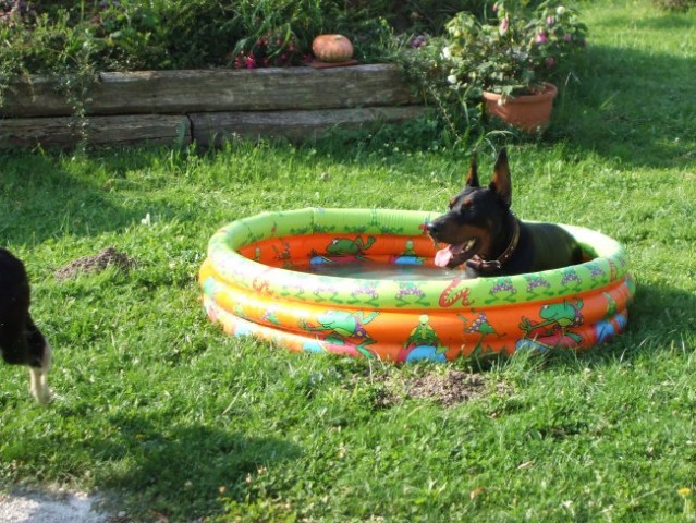 Ko je res vroče je Nick zadovoljen tudi v majhnem bazenčku