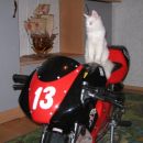 lol mačka na motori
