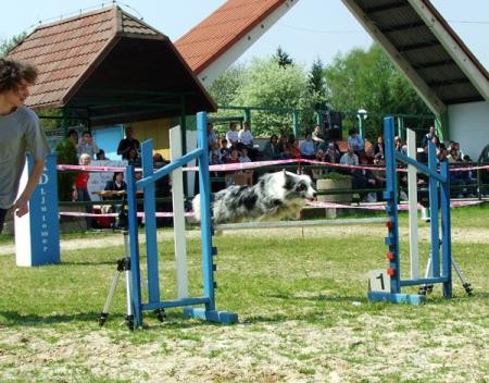 Agility - foto povečava