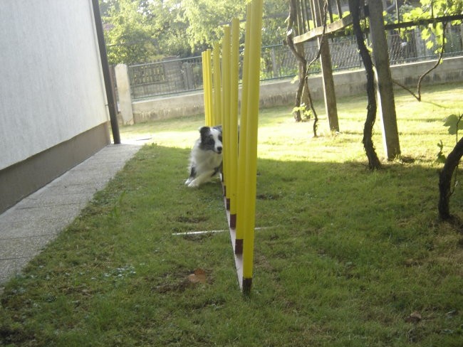 Agility - foto povečava