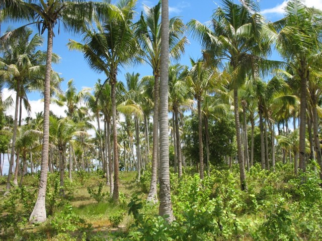 Papua New Guinea - foto