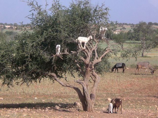 Morocco - foto