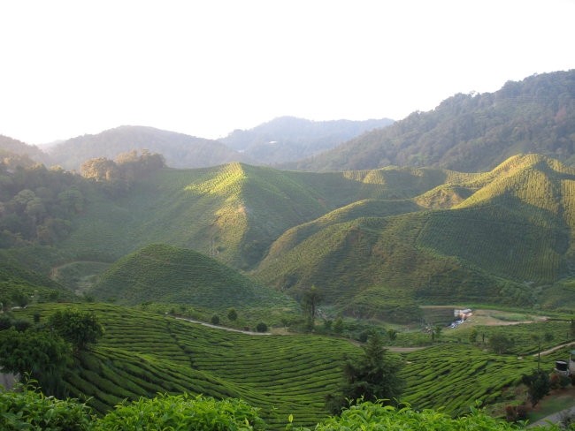 Cameron Valley tea plantaion