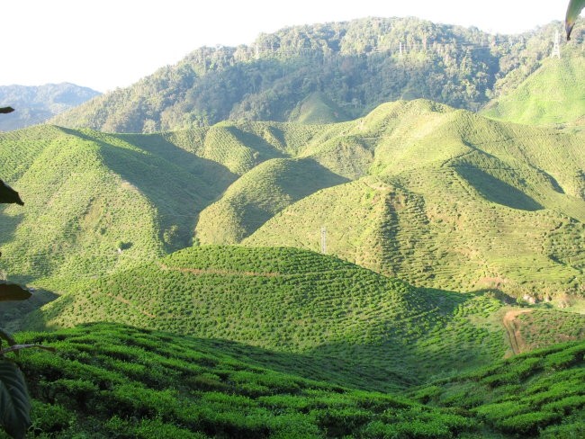 100 % Highlands tea from Malaysia