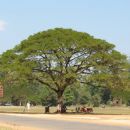 Nice tree
