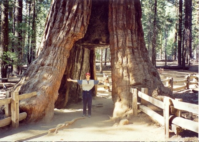 Giant sequoia tree in Yosemite National Park