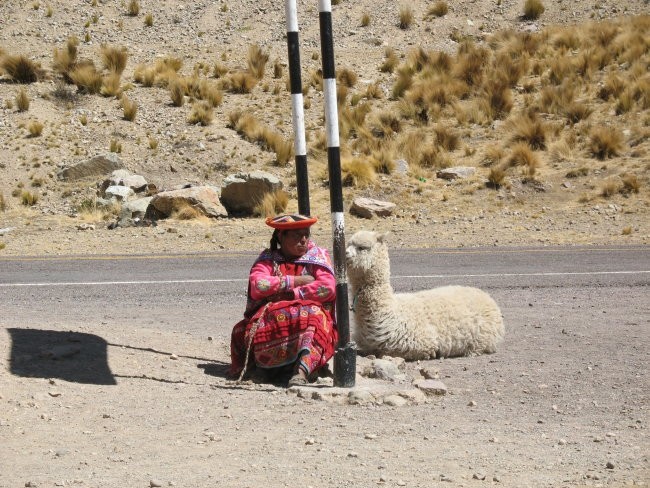 Woman take rest with alpaca