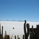 Cactus Island in the Salar de Uyuni