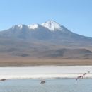 Flora and fauna in Bolivia 