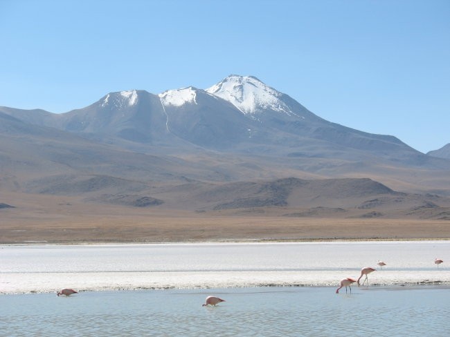 Flora and fauna in Bolivia 