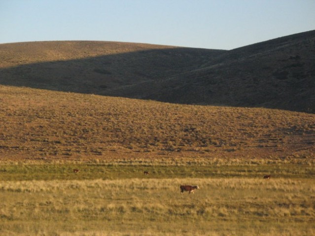 Cow in the middle of nowhere 