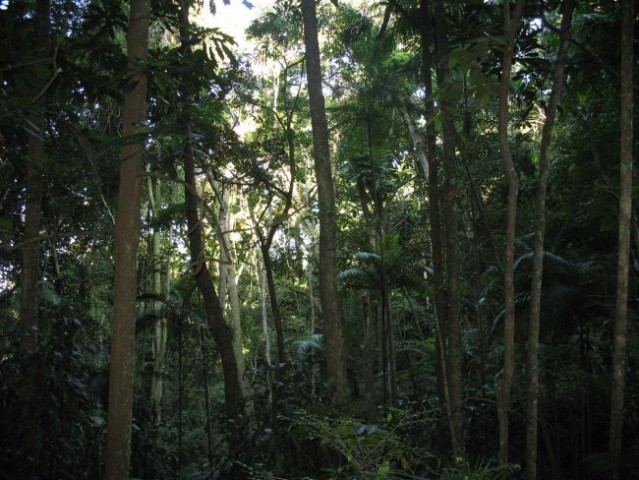 Inside the Tijuca Forest