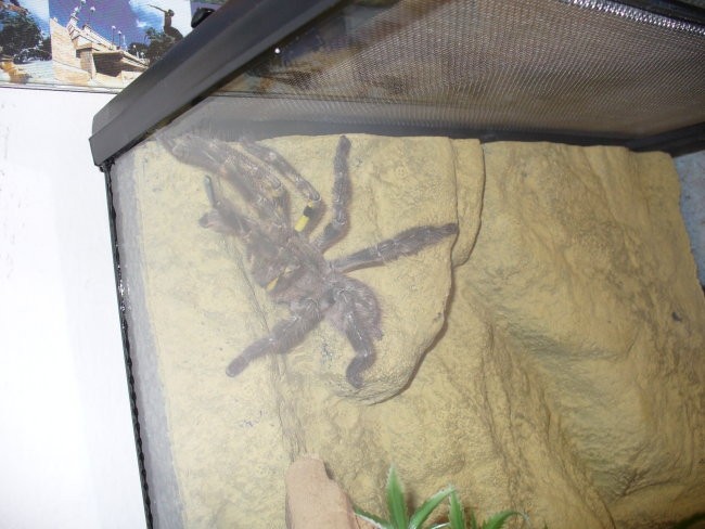 Poecilotheria Regalis - foto povečava