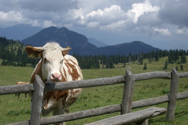 čakam romarje